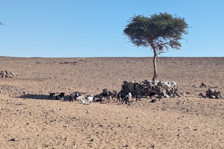 عبد الغني بلوط_ المحاميد الغزلان جنوب المغرب_ منطقة الصحراء_ وجود الكلأ يعتبر عامل استقرار للرحل