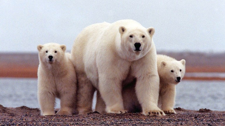 A polar bear keeps close to her young along the Beaufort Sea coast in Arctic National Wildlife Refuge, Alaska in a March 6, 2007 handout photo. Susanne Miller/US Fish and Wildlife Service/Handout via REUTERS ATTENTION EDITORS - THIS IMAGE WAS PROVIDED BY A THIRD PARTY. EDITORIAL USE ONLY