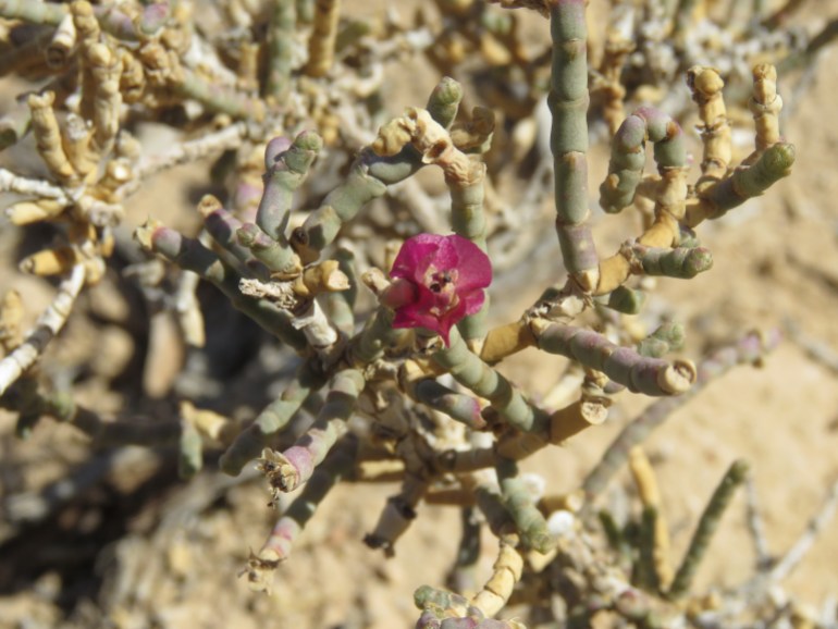 Anabasis articulata in the Negev Desert, Israel; Shutterstock ID 1373207222; purchase_order: AJA; job: ; client: ; other: