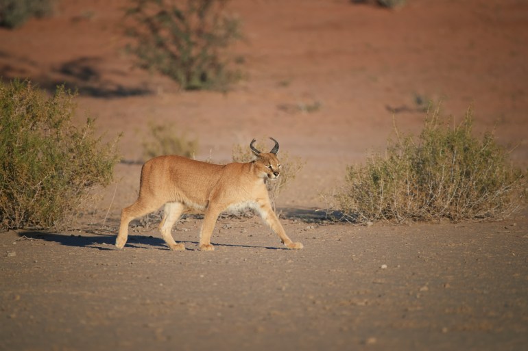 Caracal,,Desert,Lynx,,Wild,Animal,Walking,In,Dry,River,Bed