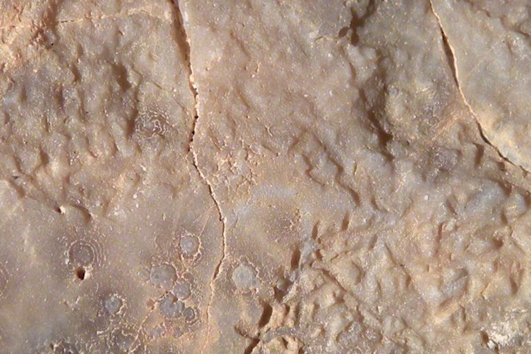 داخلبية*** Gnathichnidae - المصدر: ويكيبديا